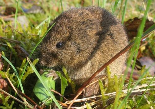 Как избавиться от полевых мышей на огороде. Разновидности огородно-дачных вредителей