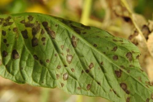 Болезни черешкового сельдерея. Какие бывают болезни и вредители сельдерея? Признаки и борьба с ними.