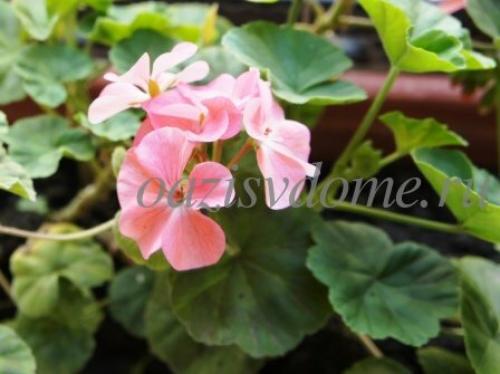 Как ухаживать за геранью, чтобы она цвела. Полив и подкормки