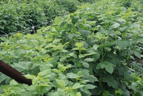 Чем в августе подкормить малину. Уход за малиной в августе: обрезка, нормировка и профилактика болезней 01