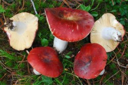 Белый гриб ложный описание. Описание желчного гриба 21