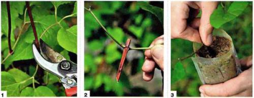 Как укоренить клематис летом. Размножение клематиса черенками в разное время года