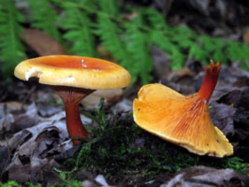 Белые грибы похожие на лисички. Можно ли есть сырые грибы лисички?