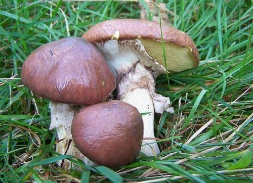 Какие грибы растут в хвойном лесу. Распространенные грибы сосновых лесов.