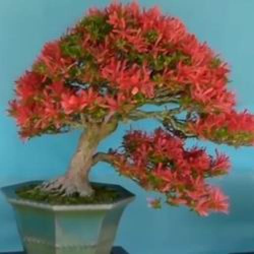 Цветок рододендрон комнатный. Самые популярные сорта комнатного рододендрона