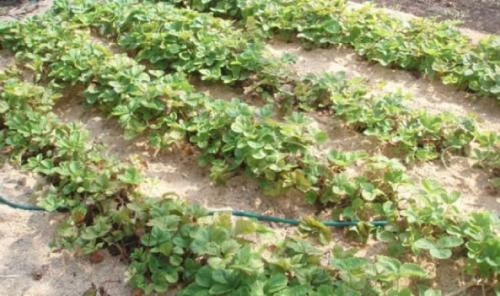 Укрыть клубнику на зиму опилками. Как мульчировать клубнику