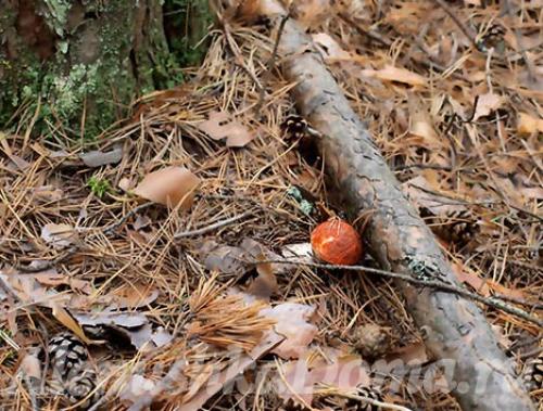 Вкусный рецепт маринования подосиновиков. Маринованные подосиновики