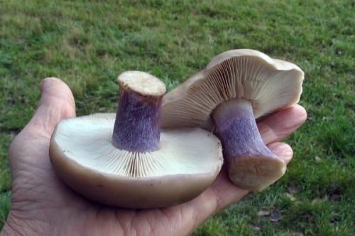 Как готовить грибы синюшки. Как пожарить грибы Синеножки?