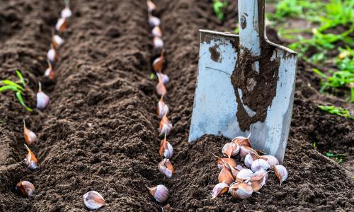 Когда сажать чеснок в Подмосковье в 2019 году. Посадка чеснока под зиму в Подмосковье в 2019 году