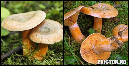 Волнушка и рыжик отличия. Что мы знаем о рыжиках. Интересные факты об этих замечательных грибах. 05