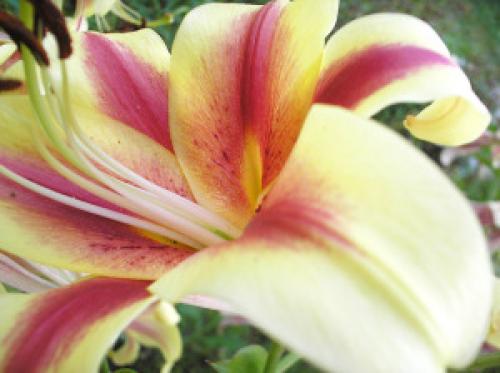 Как сохранить гладиолусы в вазе. Как сохранить срезанные гладиолусы в вазе надолго