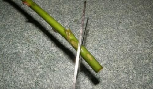 Посадка роз черенками в августе. Как размножить розы черенками осенью. Высокая выживаемость!