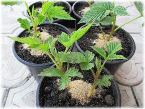 Как правильно пересадить малину ремонтантную осенью. Когда лучше пересаживать малину – весной или осенью 07 Как правильно пересадить малину ремонтантную осенью. Когда лучше пересаживать малину – весной или осенью 07