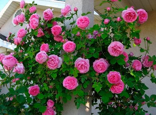 При какой температуре на зиму закрывают розы. При какой температуре укрывать розы на зиму: советы и рекомендации 07