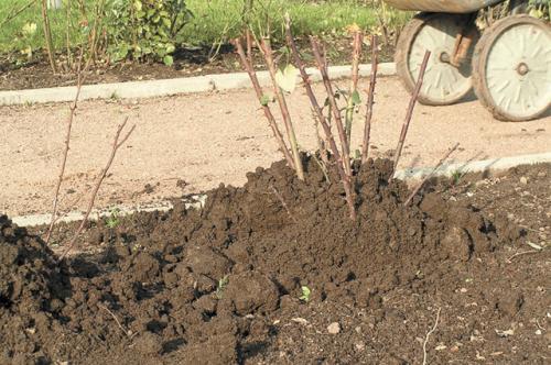При какой температуре закрывать розы. Формула идеальной зимовки. Как правильно укрыть розы на зиму