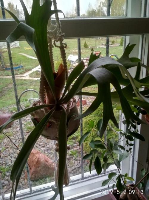 Оленьи рожки домашний цветок. Пять причин завести у себя дома «оленьи рога»