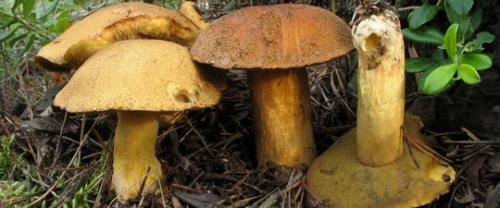 Какие грибы растут в хвойном лесу. Распространенные грибы сосновых лесов. 04