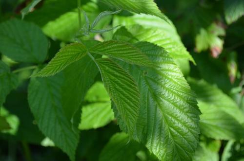 Посадка малины осенью удобрения. Что положить в лунку при посадке малины осенью. Лучшие удобрения