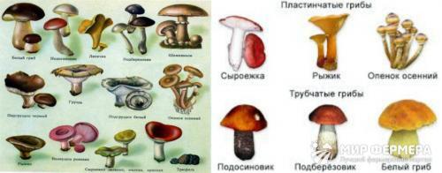 Все грибы с трубчатым гименофором. Трубчатые грибы 08