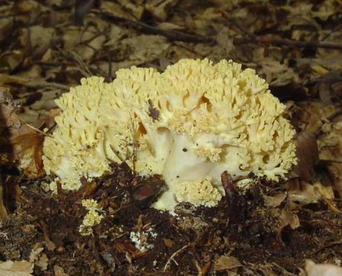 Оленьи рожки грибы ложные. Описание внешнего вида гриба 09