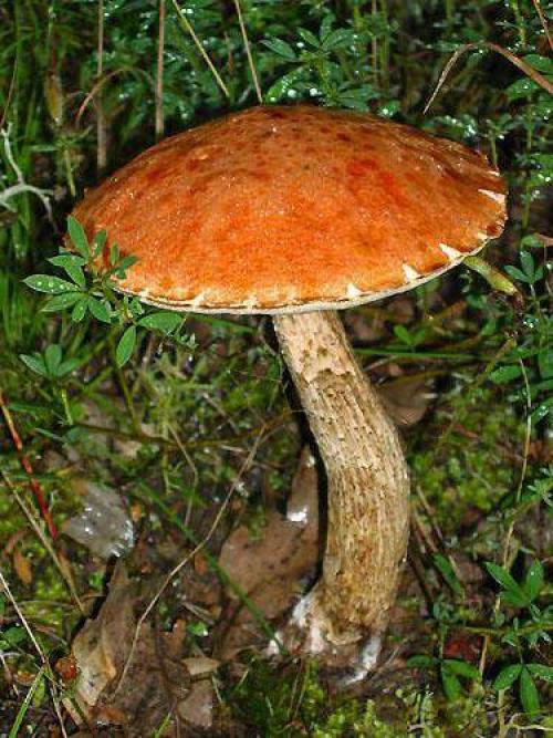 Грибы растущие в сосновом лесу съедобные. Список лесных съедобных грибов с фото и советы начинающим грибникам 01