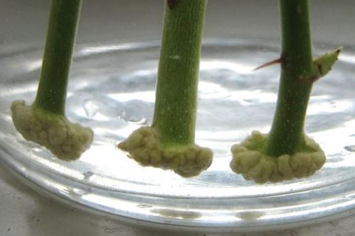 Как укоренить клематис летом. Размножение клематиса черенками в разное время года