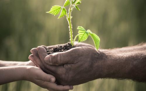 Как правильно пересадить малину ремонтантную осенью. Когда лучше пересаживать малину – весной или осенью 06 Как правильно пересадить малину ремонтантную осенью. Когда лучше пересаживать малину – весной или осенью 06