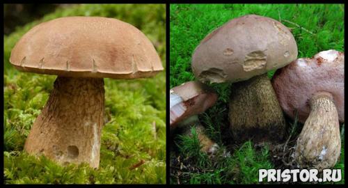 Белый гриб ложный описание. Описание желчного гриба 10