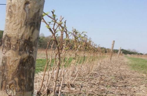 Как правильно пересадить малину ремонтантную осенью. Когда лучше пересаживать малину – весной или осенью 11 Как правильно пересадить малину ремонтантную осенью. Когда лучше пересаживать малину – весной или осенью 11