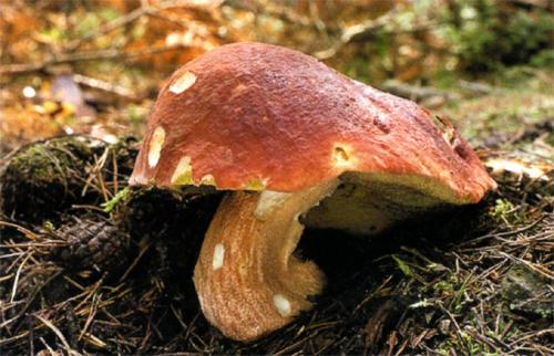 Через сколько вырастают грибы после среза. Как быстро растет гриб?