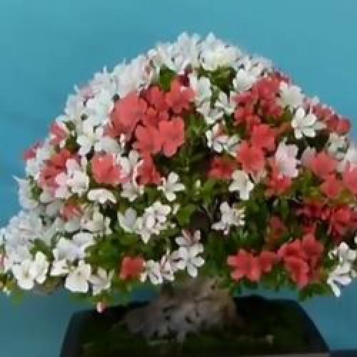 Цветок рододендрон комнатный. Самые популярные сорта комнатного рододендрона