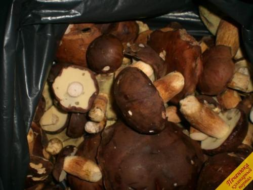 Польский боровик, как готовить. Сколько варить польский гриб 09