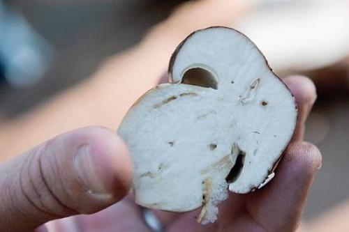 Могут ли быть ядовитые грибы червивыми. Бывают ли ядовитые грибы червивыми 02