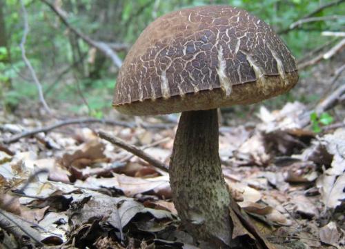 Как отличить белый гриб от подберезовика. Жёлчный гриб: описание и отличие от подберёзовика