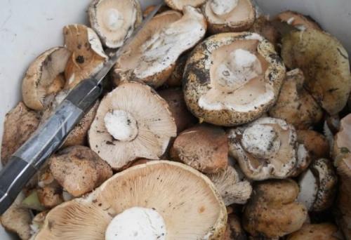 Какие грибы растут на тополях. Где растут подтопольники? А также где и когда собирать эти грибы…