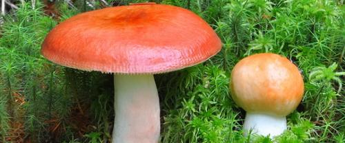 Какие грибы растут в хвойном лесу. Распространенные грибы сосновых лесов. 02