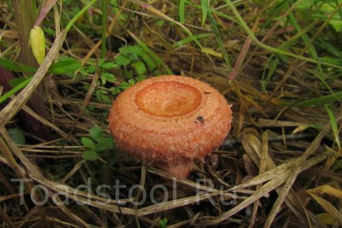 Волнушки ложные. Теперь им и волнушка ядовита?