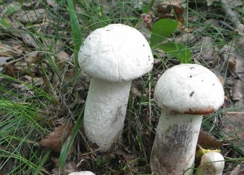 Ложный подосиновик российских лесов.