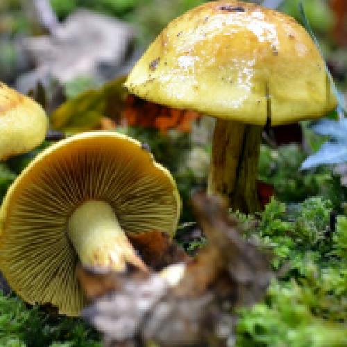 Какие есть пластинчатые грибы. Пластинчатые грибы: фото съедобных с описанием