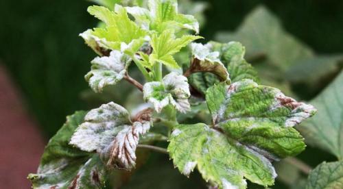 Опрыскивание осенью деревьев мочевиной. Свойства азотного удобрения 03