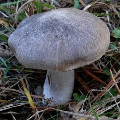 Рядовка землистая. Рядовка землисто-серая: описание и применение