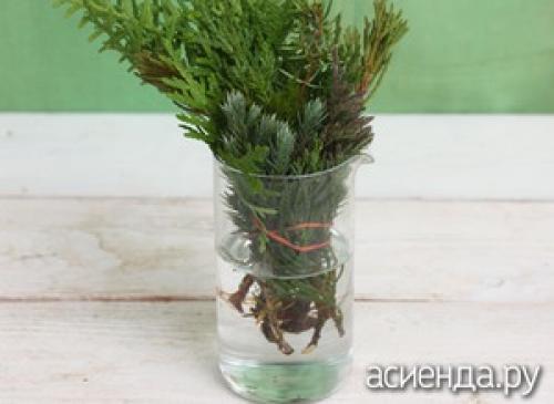 Как посадить можжевельник из ветки. Размножаем можжевельник черенками