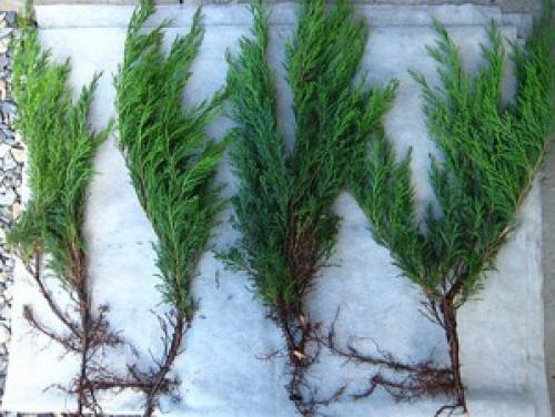 Как посадить можжевельник из ветки. Размножаем можжевельник черенками