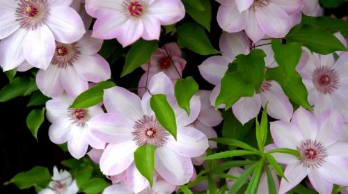 Как развести клематис. Как размножить клематис?