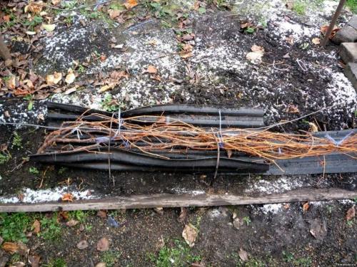 Укрытие саженцев винограда на зиму. Как укрыть виноград на зиму в первый год после посадки