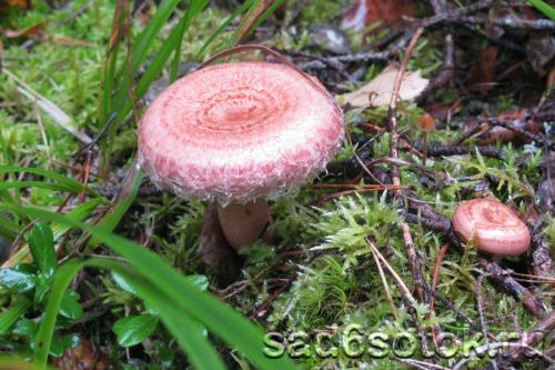 Рыжики и волнушки грибы. Ложные рыжики (двойники)