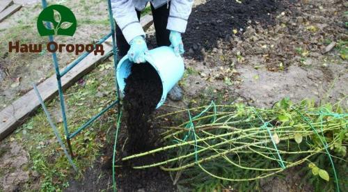 Какую температуру выдерживают розы без укрытия. Главный секрет при укрытии роз на зиму: розы выдержат самые суровые морозы