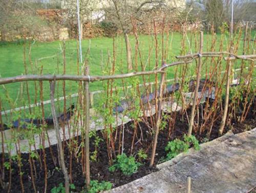 Как правильно пересадить малину ремонтантную осенью. Когда лучше пересаживать малину – весной или осенью 17 Как правильно пересадить малину ремонтантную осенью. Когда лучше пересаживать малину – весной или осенью 17