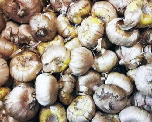 Луковицы гладиолусов подготовка к посадке. Луковицы гладиолусов — подготовка, виды посадок в открытый грунт