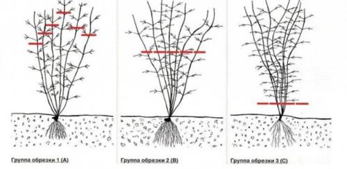 Как укрыть клематис на зиму в подмосковье. Как правильно укрывать клематисы на зиму? 07 Как укрыть клематис на зиму в подмосковье. Как правильно укрывать клематисы на зиму? 07